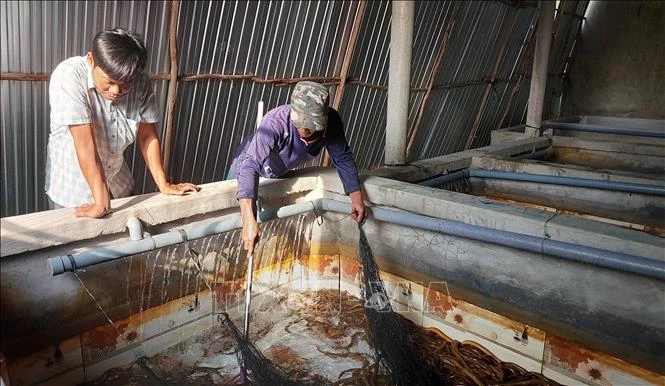 Cà Mau: Dư thừa nguồn cung, ùn ứ hơn 1.000 tấn lươn thương phẩm Cà Mau: Dư thừa nguồn cung, ùn ứ hơn 1.000 tấn lươn thương phẩm