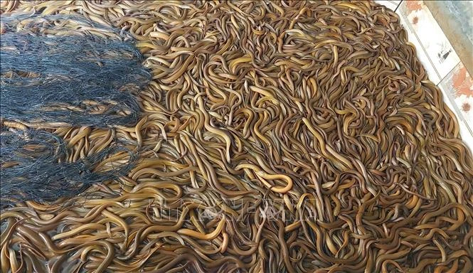 Cà Mau: Dư thừa nguồn cung, ùn ứ hơn 1.000 tấn lươn thương phẩm Cà Mau: Dư thừa nguồn cung, ùn ứ hơn 1.000 tấn lươn thương phẩm