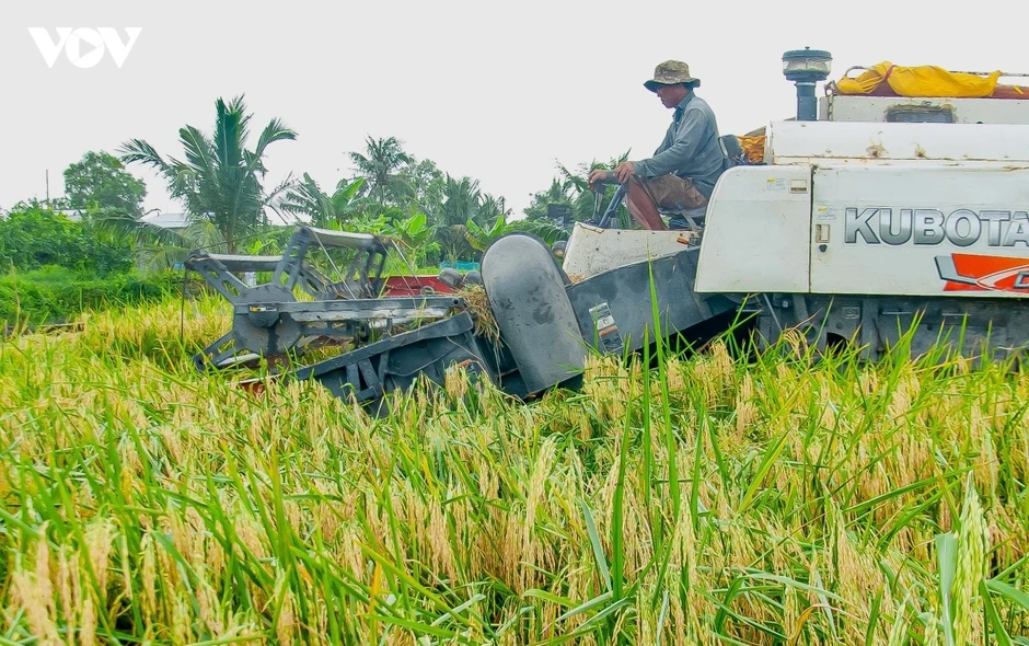 Cà Mau nỗ lực phát triển ngành hàng lúa gạo Cà Mau nỗ lực phát triển ngành hàng lúa gạo