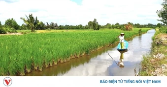 Cà Mau nỗ lực phát triển ngành hàng lúa gạo