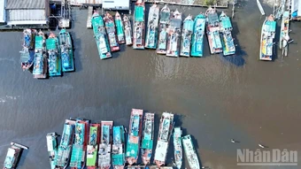 Cà Mau: Tìm giải pháp gỡ khó cho các tàu cá nằm bờ vì "bão giá" nhiên liệu