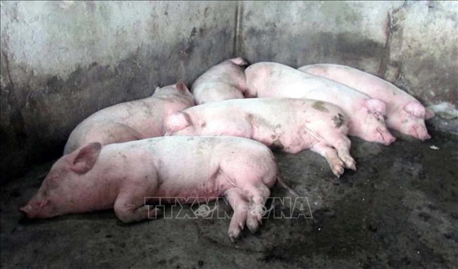 Cà Mau: Xuất hiện trở lại dịch tả lợn châu Phi Cà Mau: Xuất hiện trở lại dịch tả lợn châu Phi