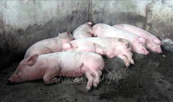 Cà Mau: Xuất hiện trở lại dịch tả lợn châu Phi
