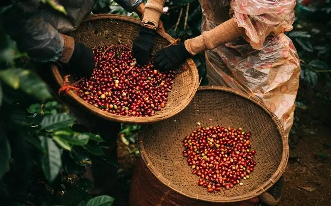 Cà phê đảo chiều giảm Cà phê đảo chiều giảm