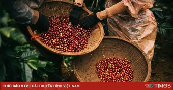 Cà phê đảo chiều giảm