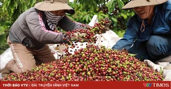 Cà phê lên gần 98.000 đồng/kg