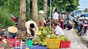 Cần giải pháp gỡ khó cho ngành hàng sầu riêng