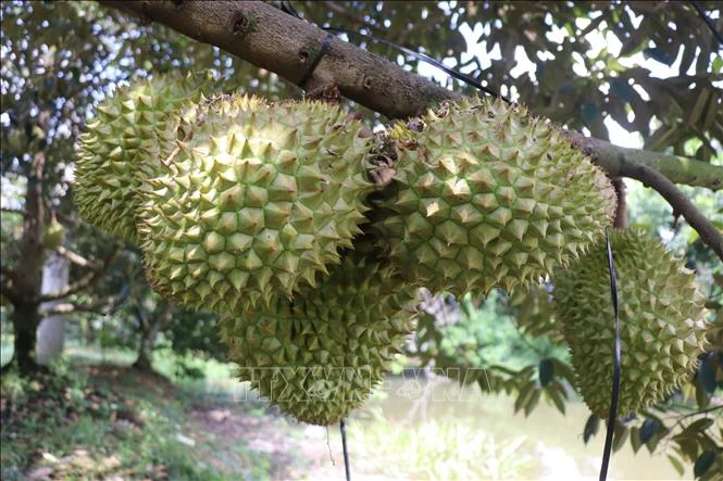 Cần Thơ gỡ khó cho ngành hàng sầu riêng