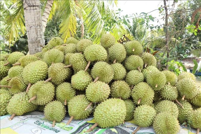 Cần Thơ gỡ khó cho ngành hàng sầu riêng
