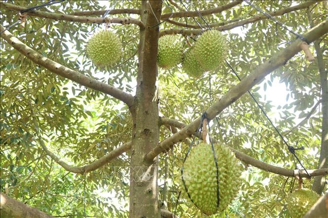 Cần Thơ gỡ khó cho ngành hàng sầu riêng