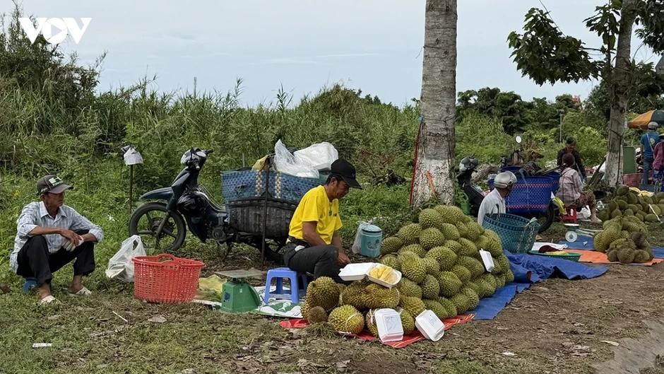 Cần Thơ hỗ trợ nông dân tiêu thụ hàng chục ngàn tấn sầu riêng sắp thu hoạch Cần Thơ hỗ trợ nông dân tiêu thụ hàng chục ngàn tấn sầu riêng sắp thu hoạch