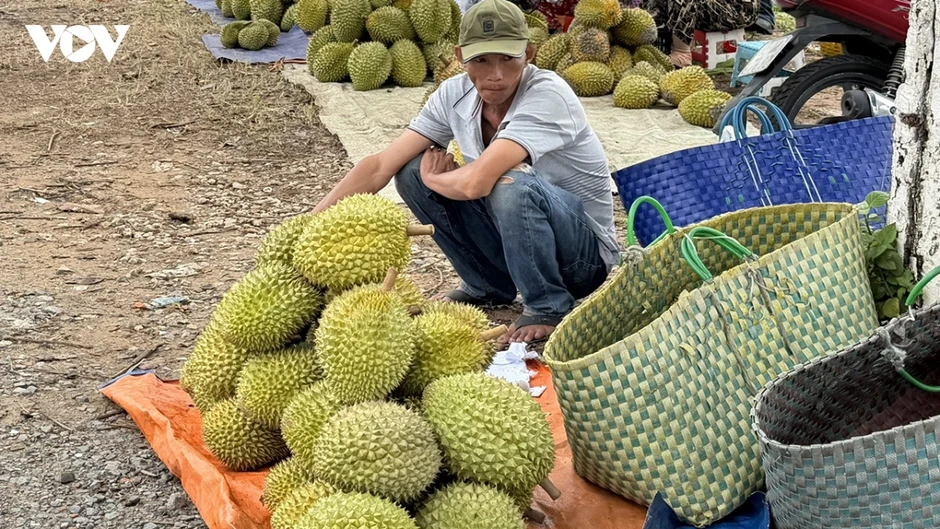 Cần Thơ hỗ trợ nông dân tiêu thụ hàng chục ngàn tấn sầu riêng sắp thu hoạch Cần Thơ hỗ trợ nông dân tiêu thụ hàng chục ngàn tấn sầu riêng sắp thu hoạch