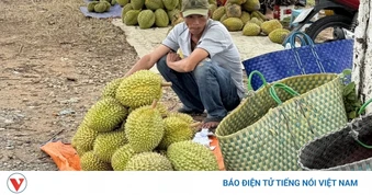 Cần Thơ hỗ trợ nông dân tiêu thụ hàng chục ngàn tấn sầu riêng sắp thu hoạch
