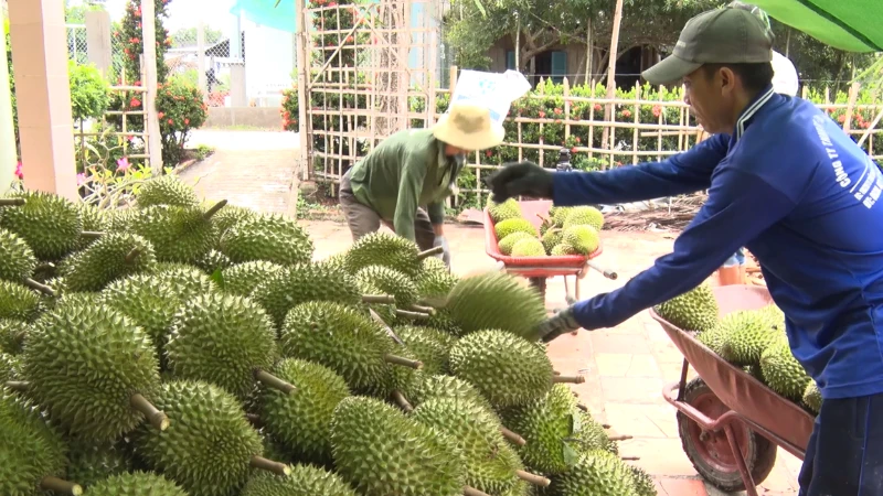 Cần Thơ kích cầu tiêu thụ sầu riêng vào đợt thu hoạch cao điểm Cần Thơ kích cầu tiêu thụ sầu riêng vào đợt thu hoạch cao điểm