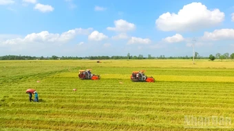 Cần Thơ tổ chức Festival Quốc tế Lúa gạo Việt Nam lần thứ II năm 2026