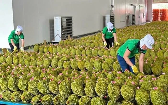 Cảnh báo thị trường xuất khẩu nâng chuẩn, nông sản Việt phải thay đổi từ vùng trồng Cảnh báo thị trường xuất khẩu nâng chuẩn, nông sản Việt phải thay đổi từ vùng trồng