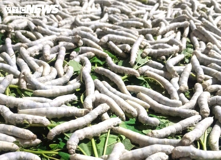 Cao Bằng: Cây dâu tằm - sinh kế thoát nghèo ở xã Hưng Đạo Cao Bằng: Cây dâu tằm - sinh kế thoát nghèo ở xã Hưng Đạo
