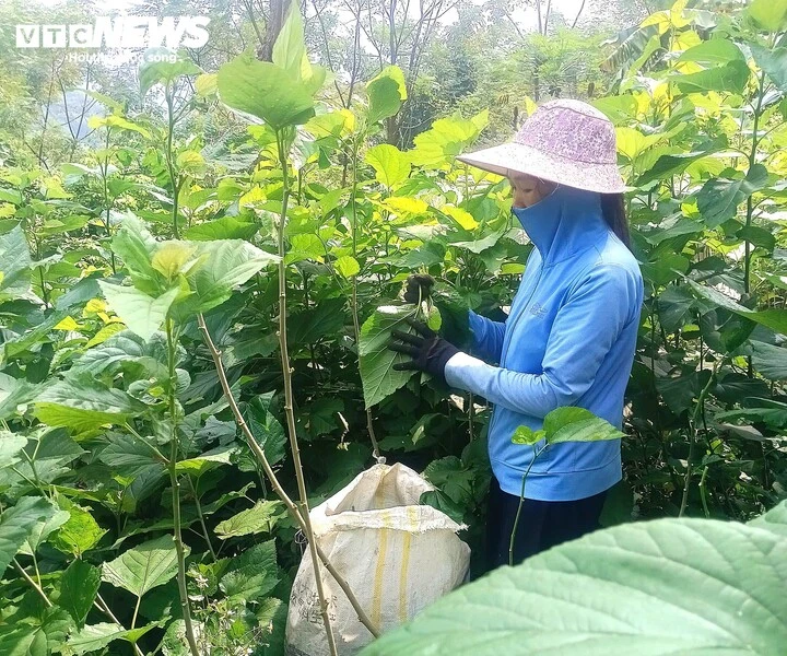 Cao Bằng: Cây dâu tằm - sinh kế thoát nghèo ở xã Hưng Đạo Cao Bằng: Cây dâu tằm - sinh kế thoát nghèo ở xã Hưng Đạo
