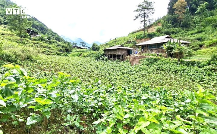 Cao Bằng: Cây dâu tằm - sinh kế thoát nghèo ở xã Hưng Đạo Cao Bằng: Cây dâu tằm - sinh kế thoát nghèo ở xã Hưng Đạo