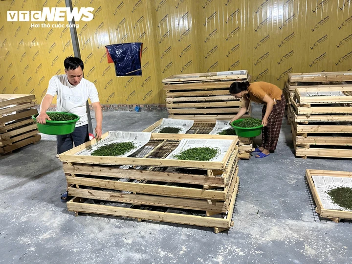 Cao Bằng: Cây dâu tằm - sinh kế thoát nghèo ở xã Hưng Đạo Cao Bằng: Cây dâu tằm - sinh kế thoát nghèo ở xã Hưng Đạo