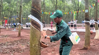 Cao-su Đồng Nai: Tôn vinh thợ giỏi, quyết tâm khai thác vượt mốc 32.000 tấn mủ