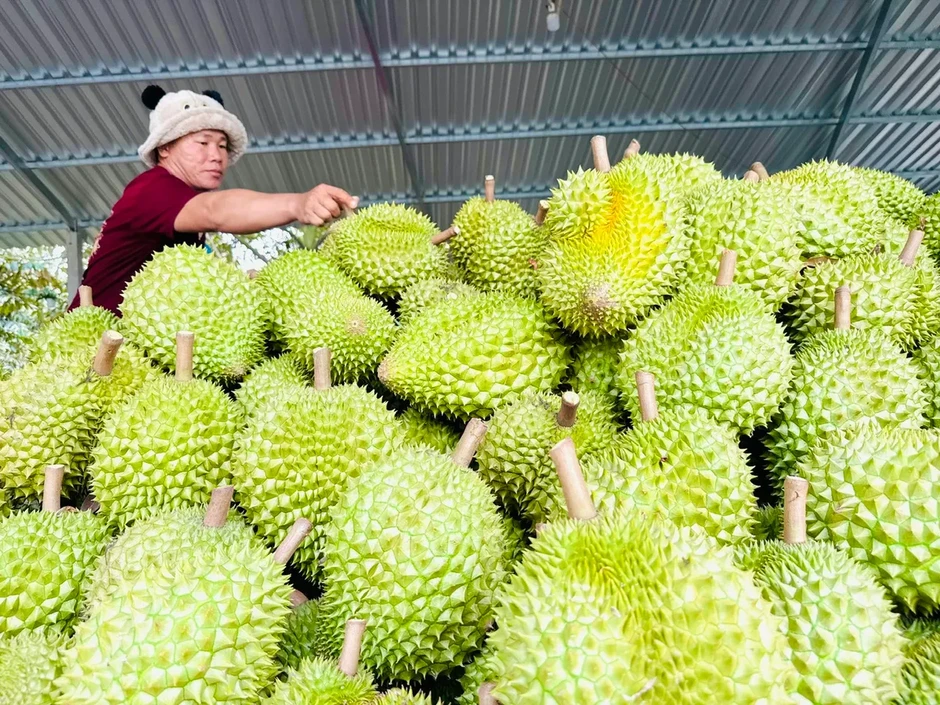 Cấp mã số vùng trồng sầu riêng: Gỡ điểm nghẽn, siết chất lượng Cấp mã số vùng trồng sầu riêng: Gỡ điểm nghẽn, siết chất lượng
