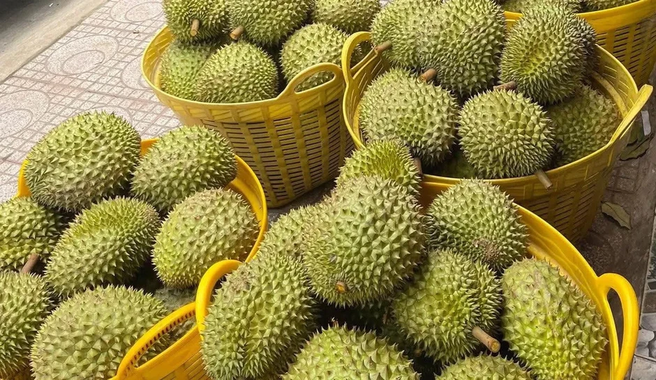Cấp mã số vùng trồng sầu riêng: Gỡ điểm nghẽn, siết chất lượng Cấp mã số vùng trồng sầu riêng: Gỡ điểm nghẽn, siết chất lượng