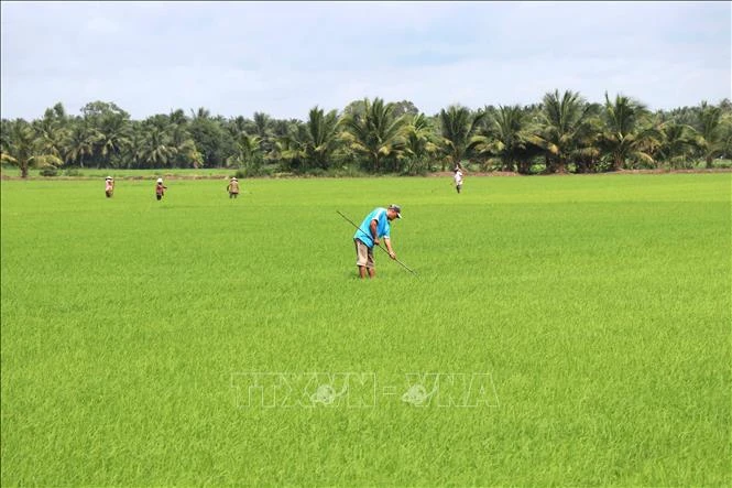 'Cầu nối' thúc đẩy sản xuất lúa chất lượng cao, phát thải thấp 'Cầu nối' thúc đẩy sản xuất lúa chất lượng cao, phát thải thấp