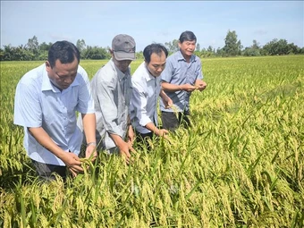 'Cầu nối'&nbsp;thúc đẩy sản xuất lúa chất lượng cao, phát thải thấp
