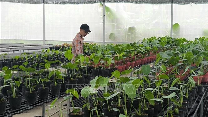 Cây giống tăng giá, hút hàng mùa chính vụ