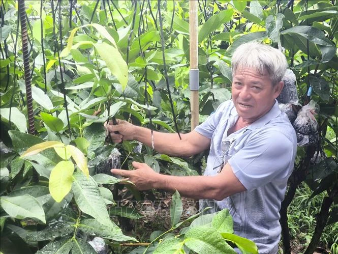 Cây giống tăng giá, hút hàng mùa chính vụ