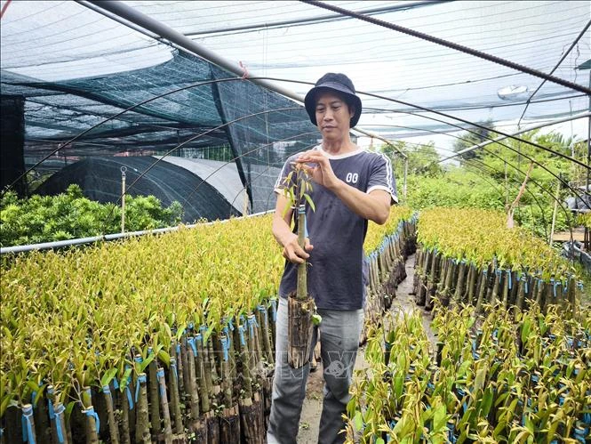 Cây giống tăng giá, hút hàng mùa chính vụ