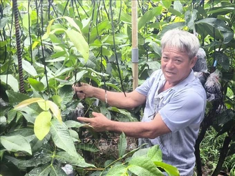 Cây giống tăng giá, hút hàng mùa chính vụ