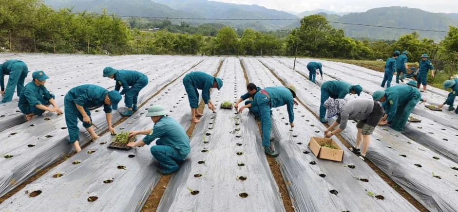 Cây MS Nữ Hoàng: Tiềm năng lớn, càng cần quản lý chặt nguồn giống Cây MS Nữ Hoàng: Tiềm năng lớn, càng cần quản lý chặt nguồn giống
