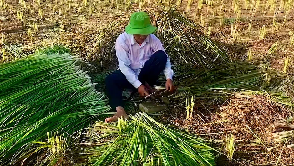 Cây sả giúp người dân vùng hạn mặn Đồng Tháp đổi đời Cây sả giúp người dân vùng hạn mặn Đồng Tháp đổi đời