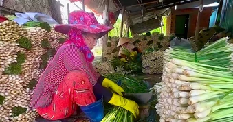 Cây sả giúp người dân vùng hạn mặn Đồng Tháp đổi đời