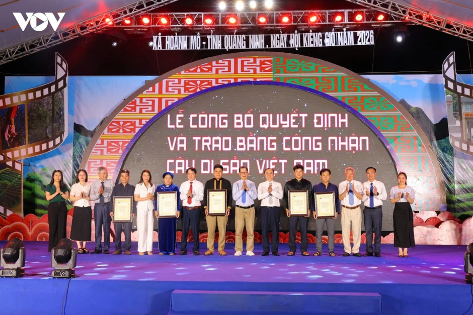 Cây trăm tuổi mở lối kinh tế di sản trên biên giới Hoành Mô (Quảng Ninh) Cây trăm tuổi mở lối kinh tế di sản trên biên giới Hoành Mô (Quảng Ninh)