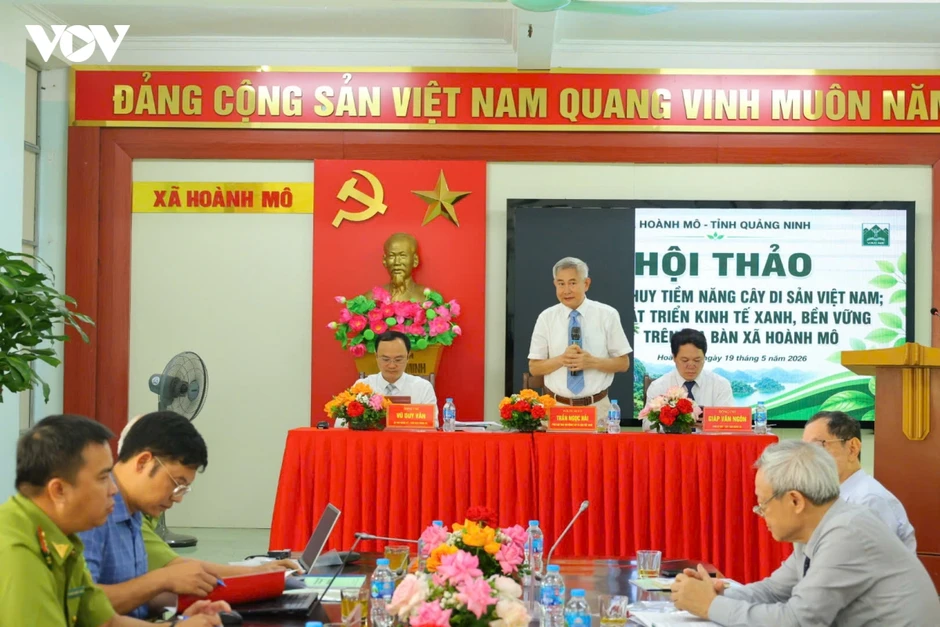 Cây trăm tuổi mở lối kinh tế di sản trên biên giới Hoành Mô (Quảng Ninh) Cây trăm tuổi mở lối kinh tế di sản trên biên giới Hoành Mô (Quảng Ninh)