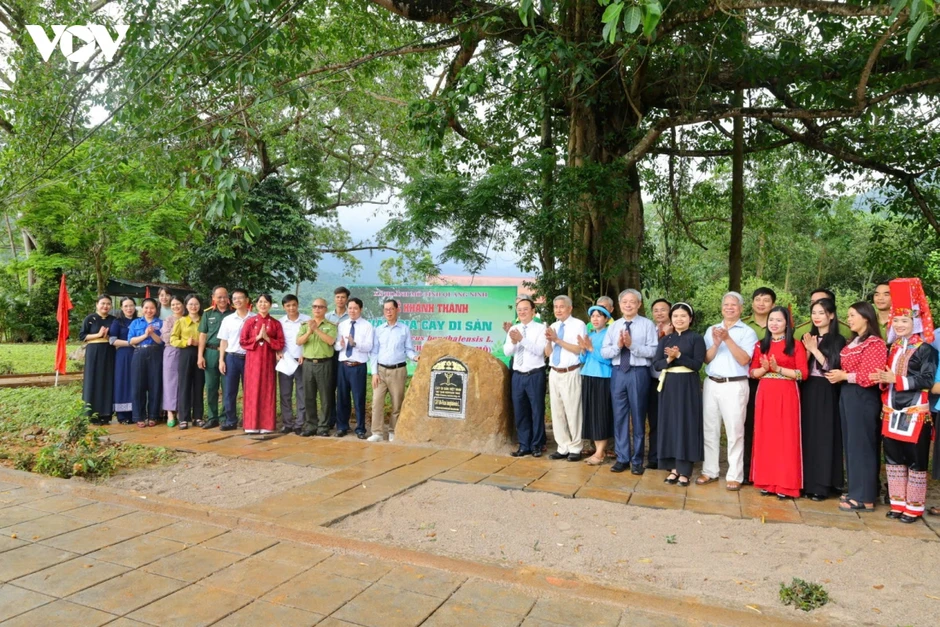 Cây trăm tuổi mở lối kinh tế di sản trên biên giới Hoành Mô (Quảng Ninh) Cây trăm tuổi mở lối kinh tế di sản trên biên giới Hoành Mô (Quảng Ninh)