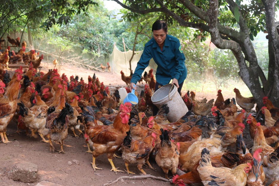 Chăn nuôi Bắc Ninh giữ đà tăng trưởng, chủ động 'lá chắn' dịch bệnh Chăn nuôi Bắc Ninh giữ đà tăng trưởng, chủ động 'lá chắn' dịch bệnh