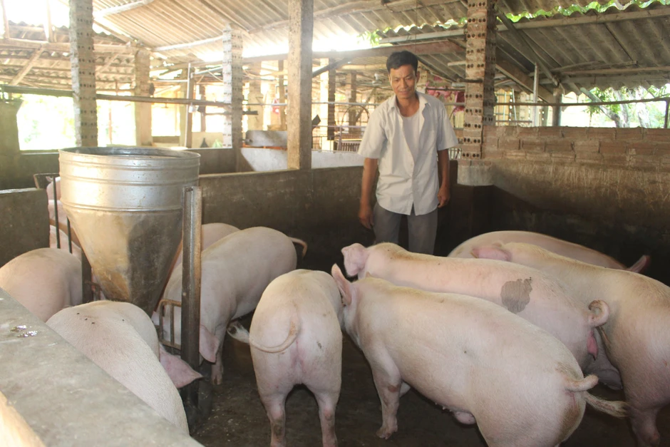 Chăn nuôi Bắc Ninh giữ đà tăng trưởng, chủ động 'lá chắn' dịch bệnh Chăn nuôi Bắc Ninh giữ đà tăng trưởng, chủ động 'lá chắn' dịch bệnh