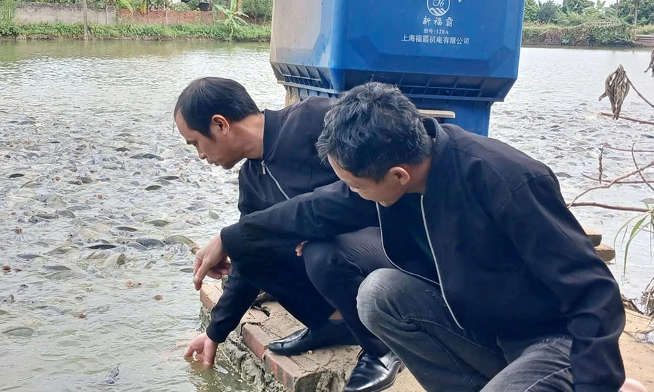 Chăn nuôi Bắc Ninh giữ đà tăng trưởng, chủ động 'lá chắn' dịch bệnh Chăn nuôi Bắc Ninh giữ đà tăng trưởng, chủ động 'lá chắn' dịch bệnh