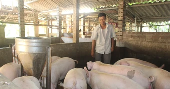 Chăn nuôi Bắc Ninh giữ đà tăng trưởng, chủ động 'lá chắn' dịch bệnh