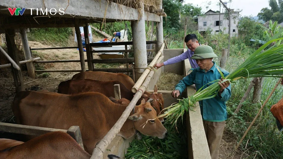 Chăn nuôi quy mô lớn: Động lực mới cho tăng trưởng kinh tế Lai Châu