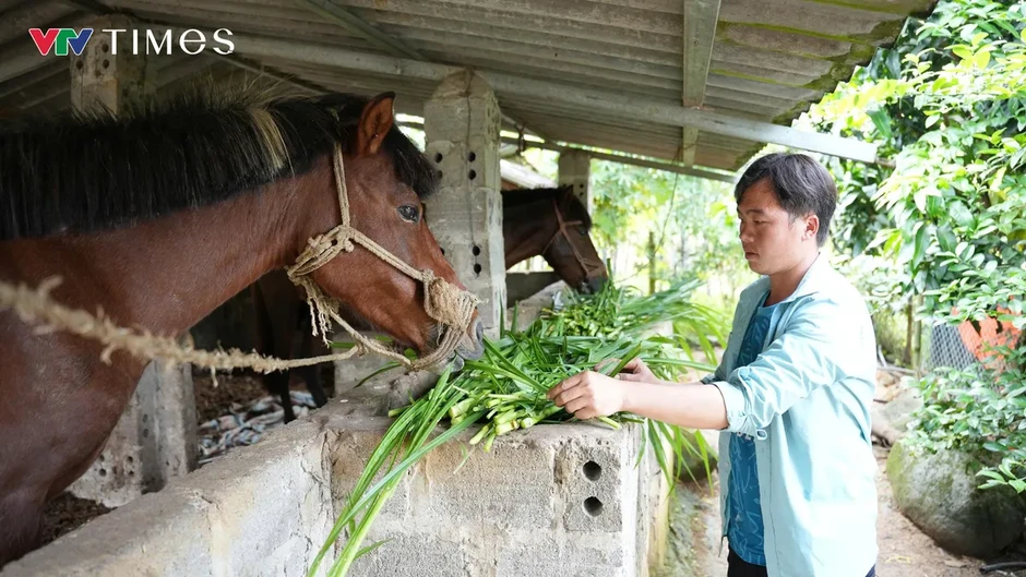 Chăn nuôi quy mô lớn: Động lực mới cho tăng trưởng kinh tế Lai Châu