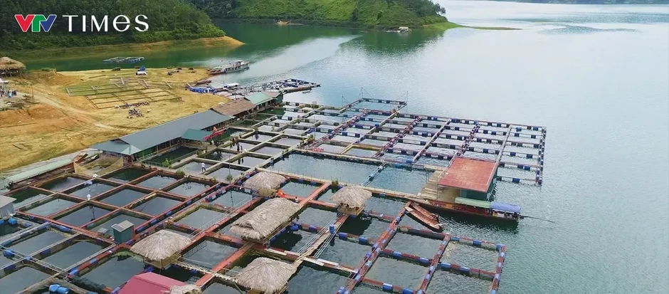 Chăn nuôi quy mô lớn: Động lực mới cho tăng trưởng kinh tế Lai Châu