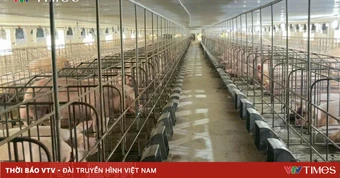 Chăn nuôi quy mô lớn: Động lực mới cho tăng trưởng kinh tế Lai Châu