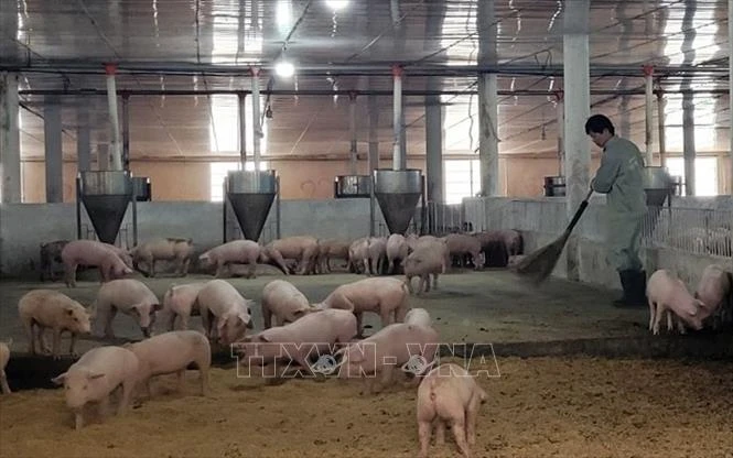 Chăn nuôi Việt Nam chuyển từ cạnh tranh bằng sản lượng sang tiêu chuẩn Chăn nuôi Việt Nam chuyển từ cạnh tranh bằng sản lượng sang tiêu chuẩn