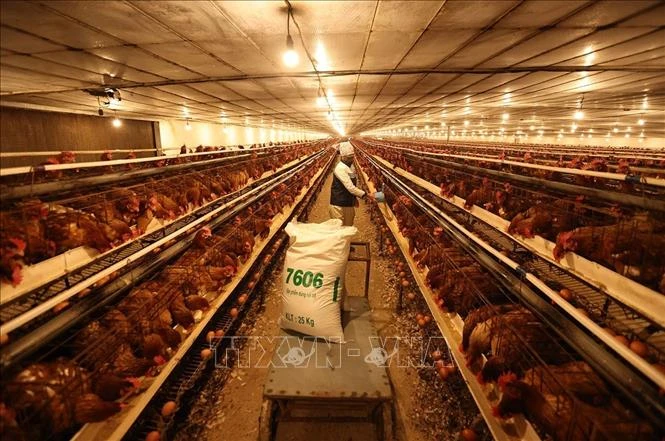 Chăn nuôi Việt Nam chuyển từ cạnh tranh bằng sản lượng sang tiêu chuẩn Chăn nuôi Việt Nam chuyển từ cạnh tranh bằng sản lượng sang tiêu chuẩn