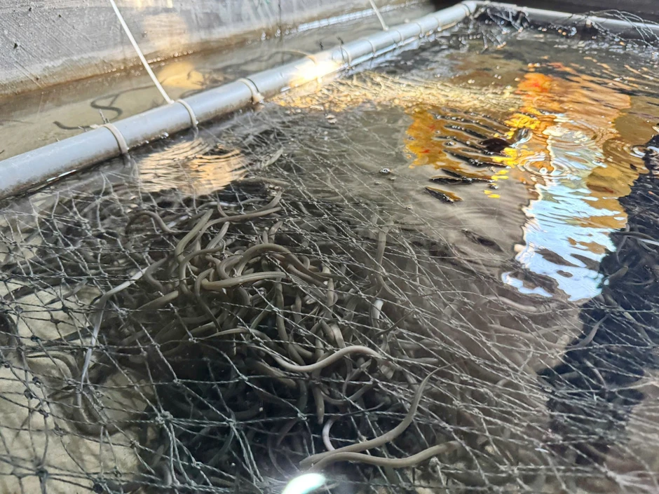 Chàng trai Hà Tĩnh thu hơn 6 tỷ mỗi năm nhờ nuôi lươn kiểu mới Chàng trai Hà Tĩnh thu hơn 6 tỷ mỗi năm nhờ nuôi lươn kiểu mới
